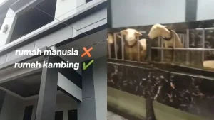 Rumah Kambing Mewah yang Viral di Banjarnegara: Eksklusivitas Peternakan Modern