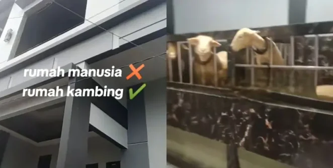 Rumah Kambing Mewah yang Viral di Banjarnegara: Eksklusivitas Peternakan Modern