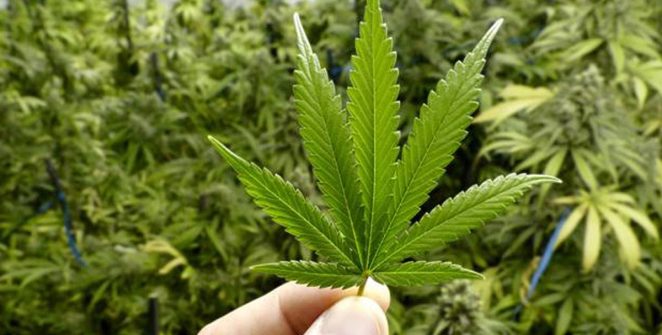 Ganja