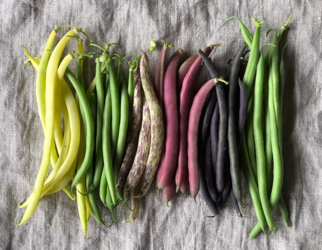 Vegetable Variety