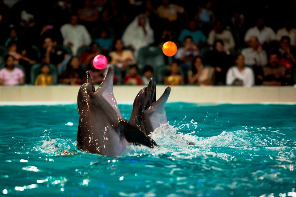 A Glimpse into the History Dubai Dolphinarium