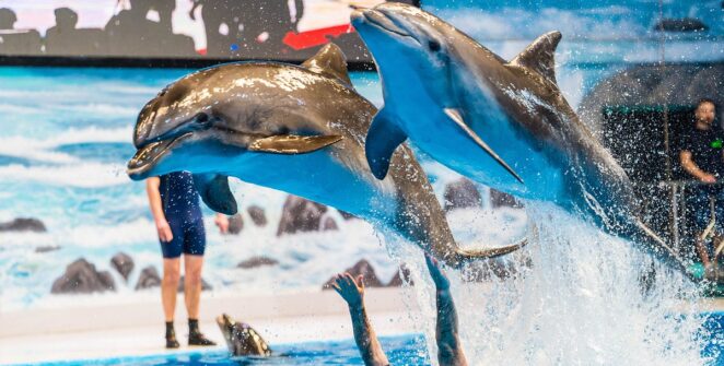 Dubai Dolphinarium
