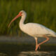 Ibis Berbahu Putih