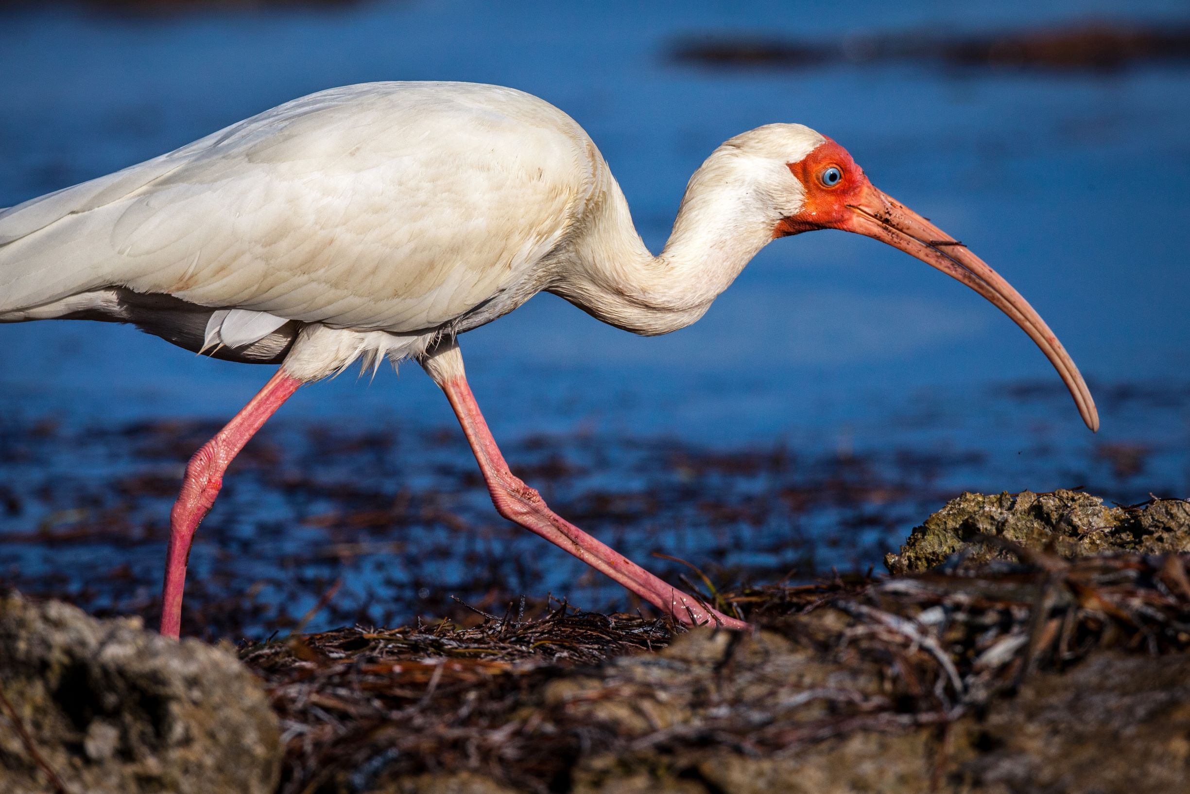 Keunikan Penampilan Ibis Berbahu Putih