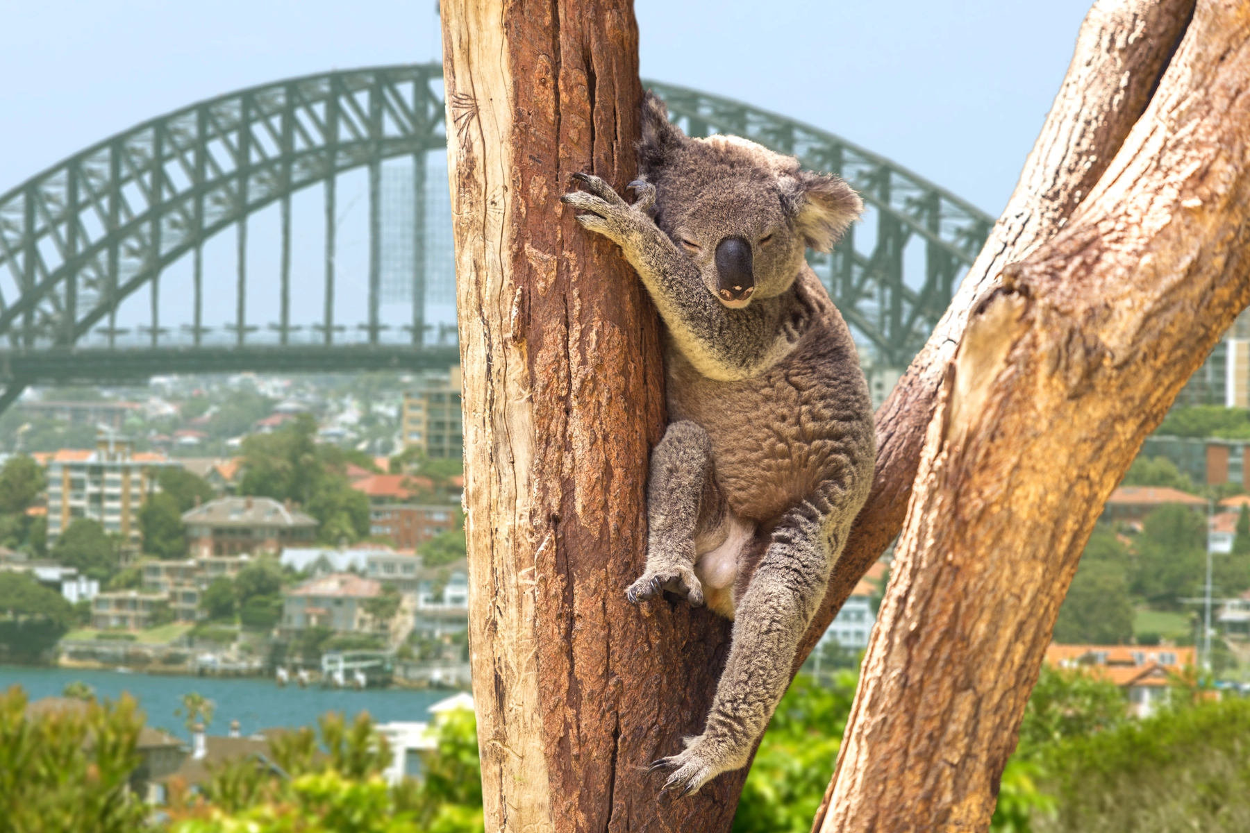 Sejarah Australia Zoo