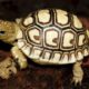 Kura-Kura Leopard Tortoise
