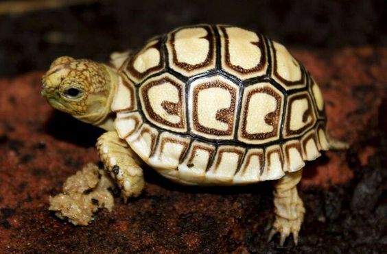 Kura-Kura Leopard Tortoise