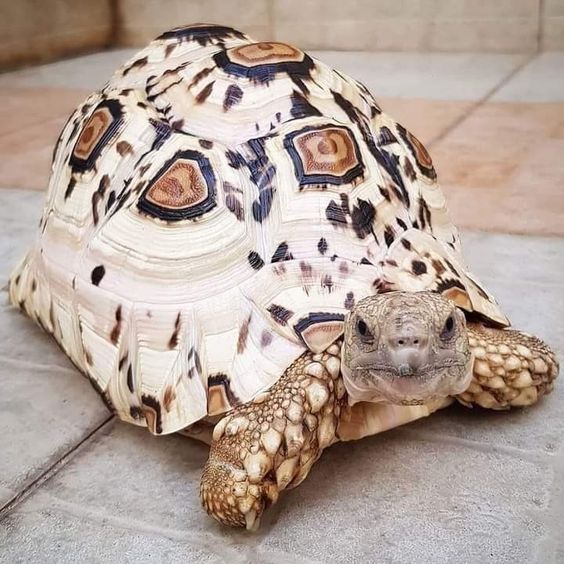 Kura-Kura Leopard