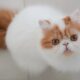 Kucing Persia Manis