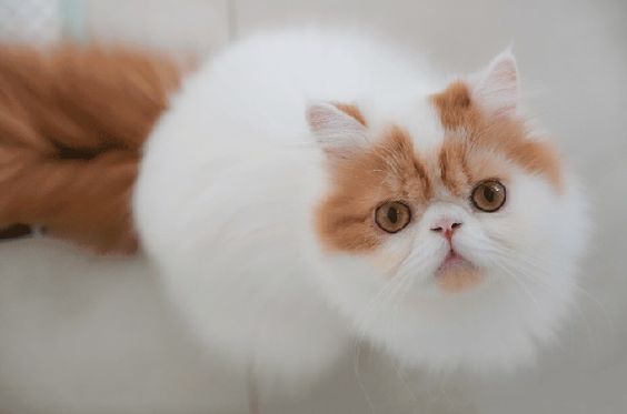 Kucing Persia Manis