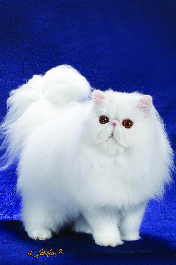 Kucing Persia