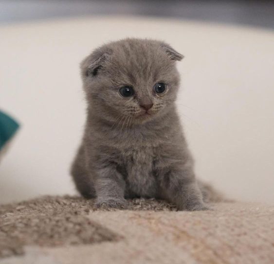 Kucing