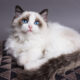 Kucing Ragdoll