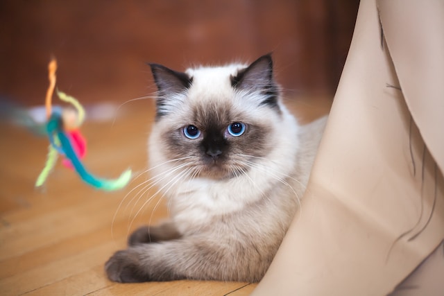 Kucing Ragdoll