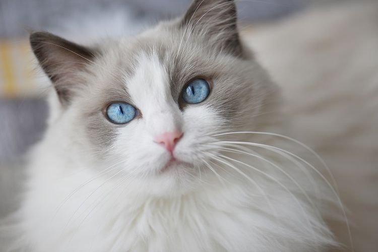 Kucing Ragdoll