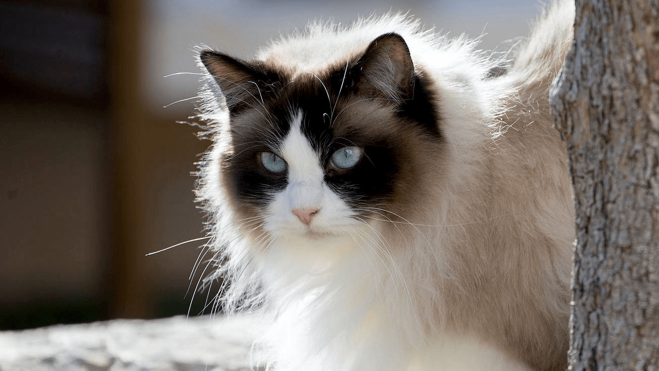 Kucing Ragdoll