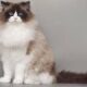 Kucing Ragdoll