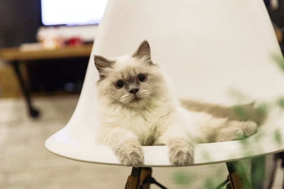 Perawatan dan Kesehatan Kucing Ragdoll