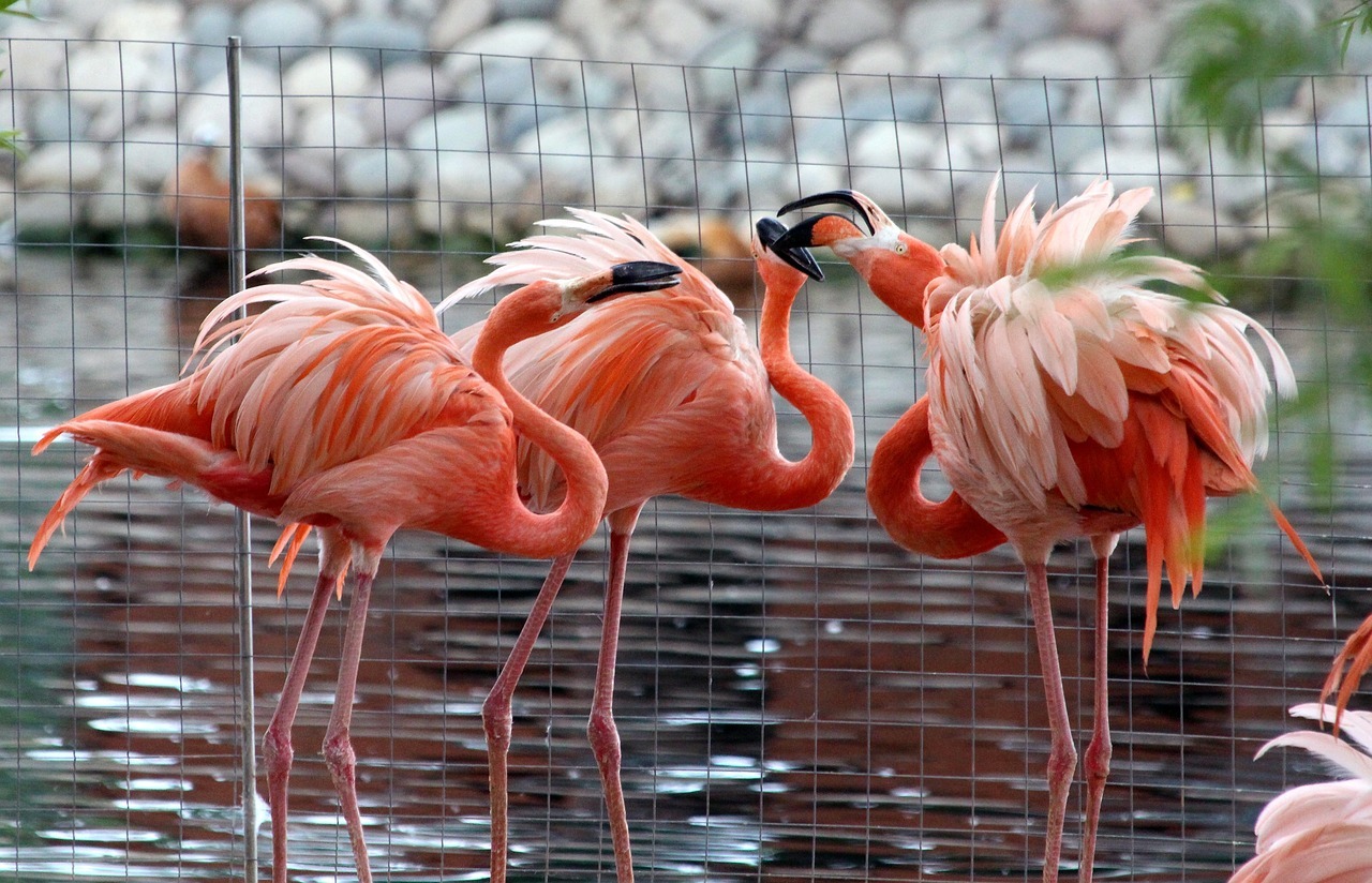 Karakteristik Fisik dan Perbedaan dengan Spesies Flamingo Lainnya