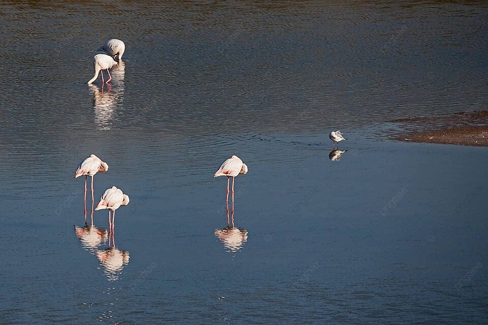 Peran Ekologis dan Pentingnya Greater Flamingo dalam Ekosistem