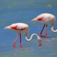 Phoenicopterus roseus