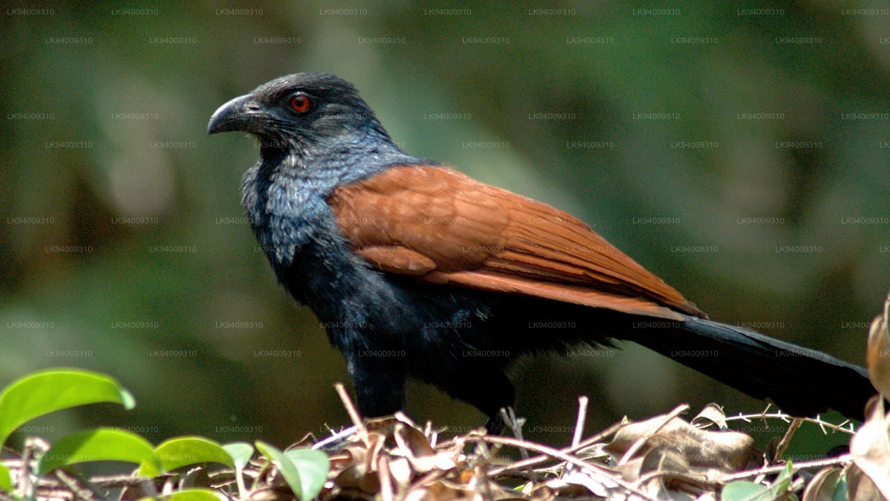 Ciri Fisik dan Morfologi Green-billed coucal 