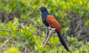 Green-billed coucal