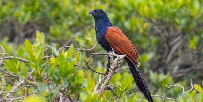 Green-billed coucal