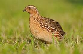 Coturnix coturnix