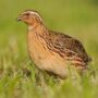 Coturnix coturnix