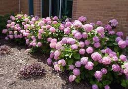 Hydrangea macrophylla