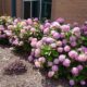 Hydrangea macrophylla