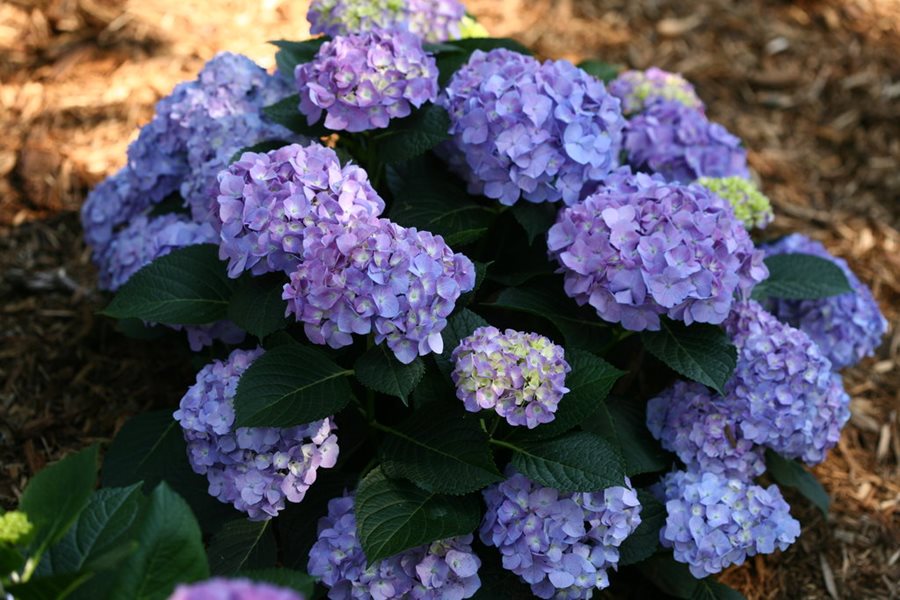 Origins and Natural Habitat of Hydrangea macrophylla