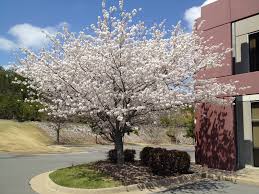 Prunus yedoensis