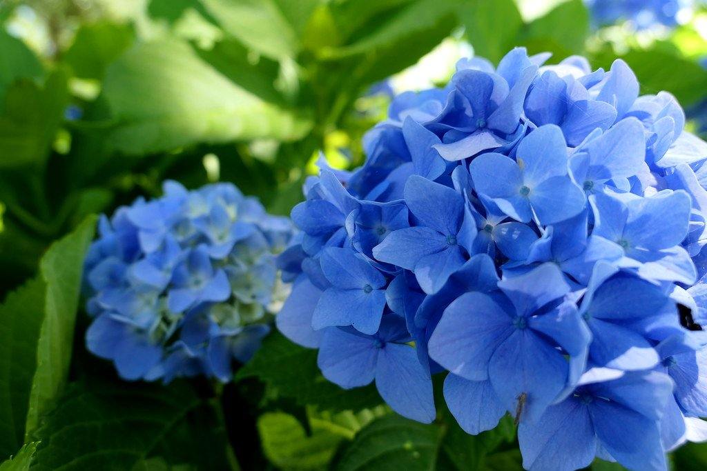 Uses of Hydrangea macrophylla in the Garden