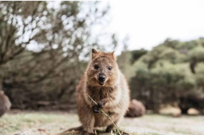 Quokka