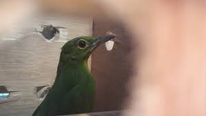 Coracornis sanghirensis