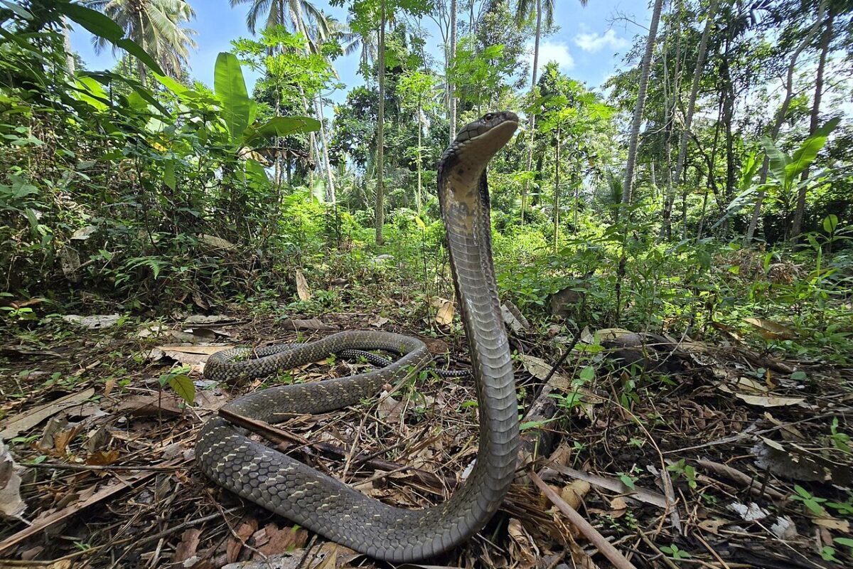 King Cobra