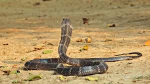 King Cobra