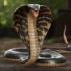 King Cobra