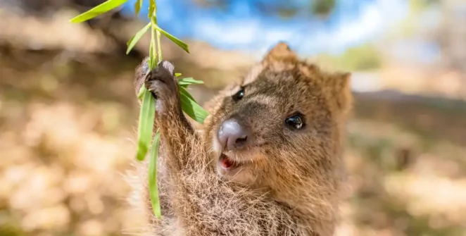 Quokka