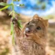 Quokka