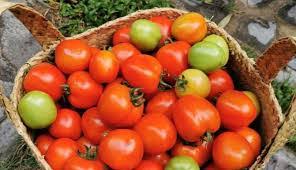 Tomat Merah Segar