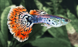 Platy Fish sebagai Peluang Bisnis: Menguntungkan atau Merugikan