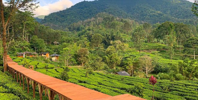 Wisata Puncak