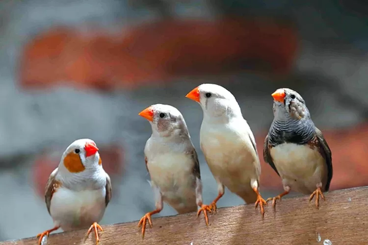 Pakan Favorit Pipit Zebra