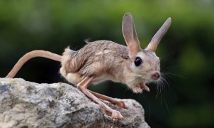 Jerboa