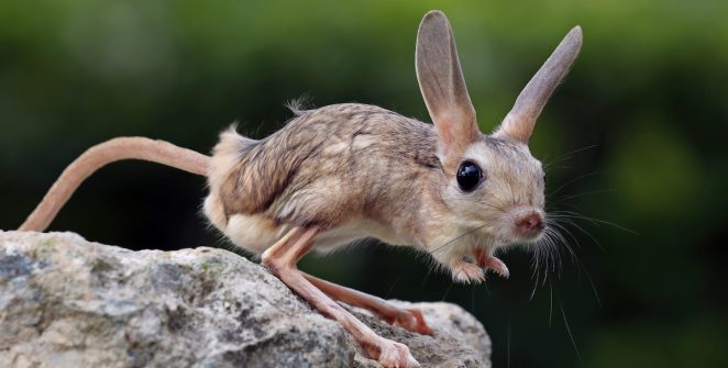 Jerboa