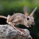 Jerboa
