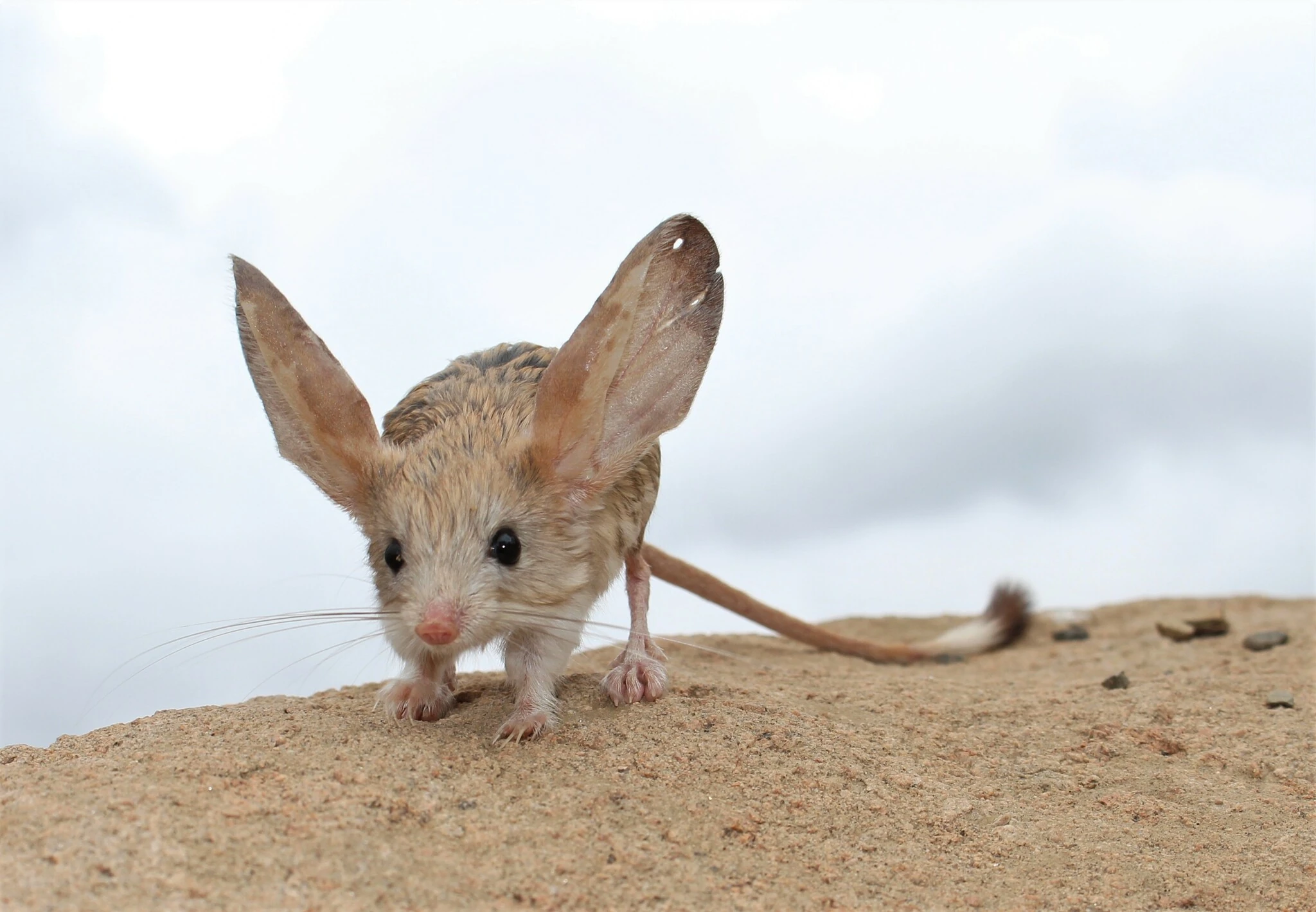 Jerboa dan Habitat Aslinya di Gurun yang Ekstrem
